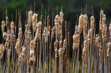 Old Cattails_48224